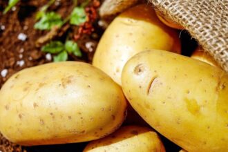 Plants de pommes de terre prêts à être cultivés dans un jardin