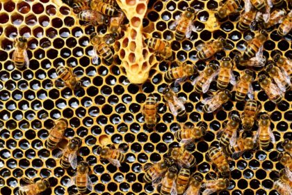 Comment utiliser cette gelée royale bio ?