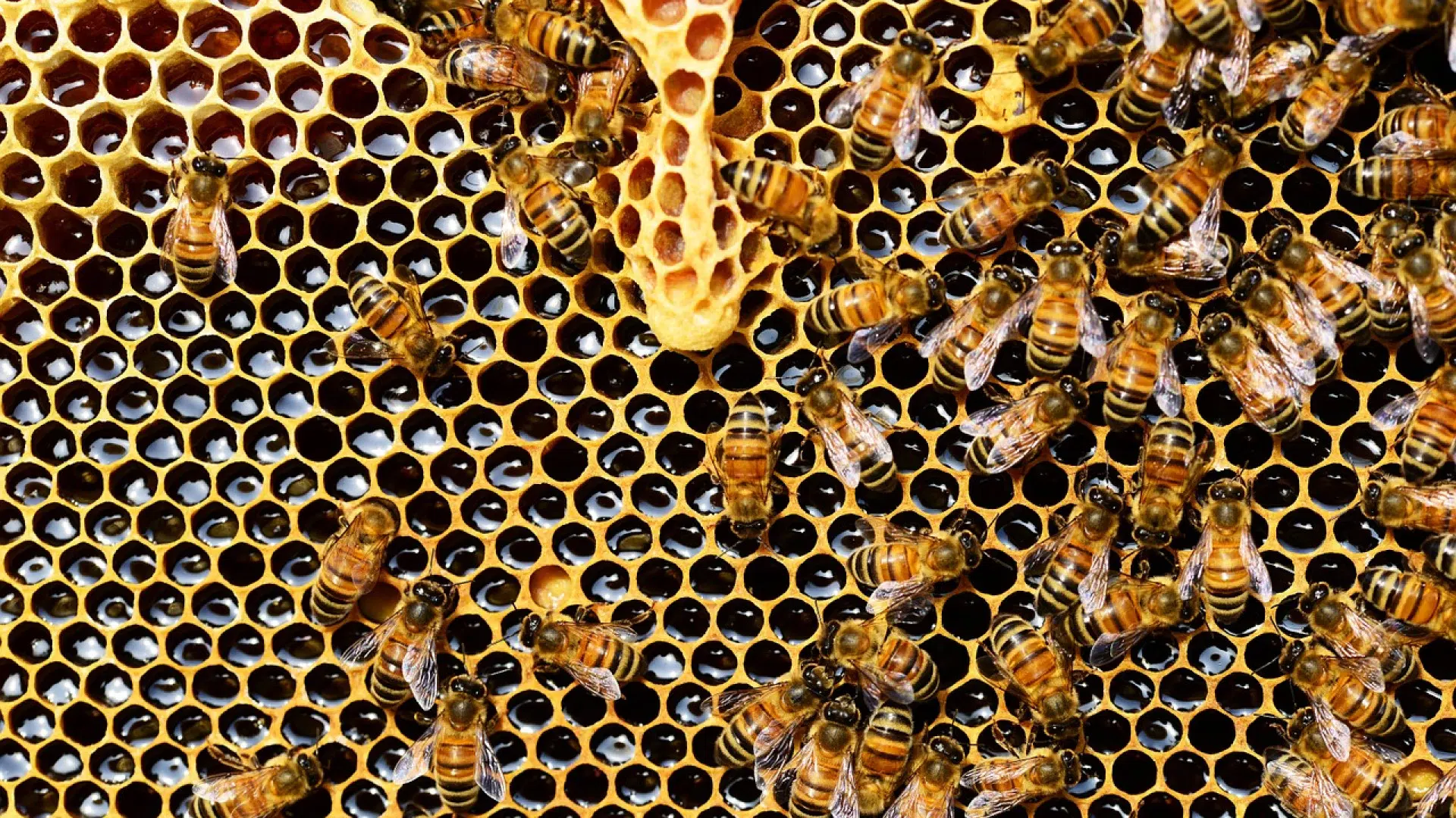 Comment utiliser cette gelée royale bio ?