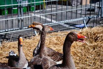 Foie gras français servi lors d'un événement gastronomique