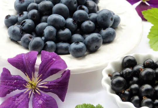 Les avantages de la crème de cassis de Dijon