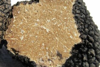 Pourquoi privilégier la truffe d’été ?