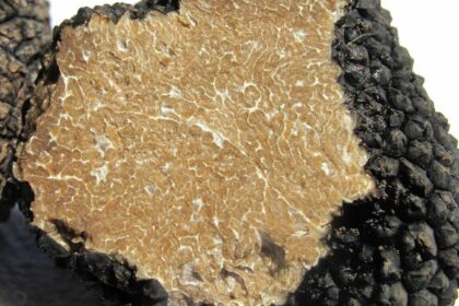 Pourquoi privilégier la truffe d’été ?