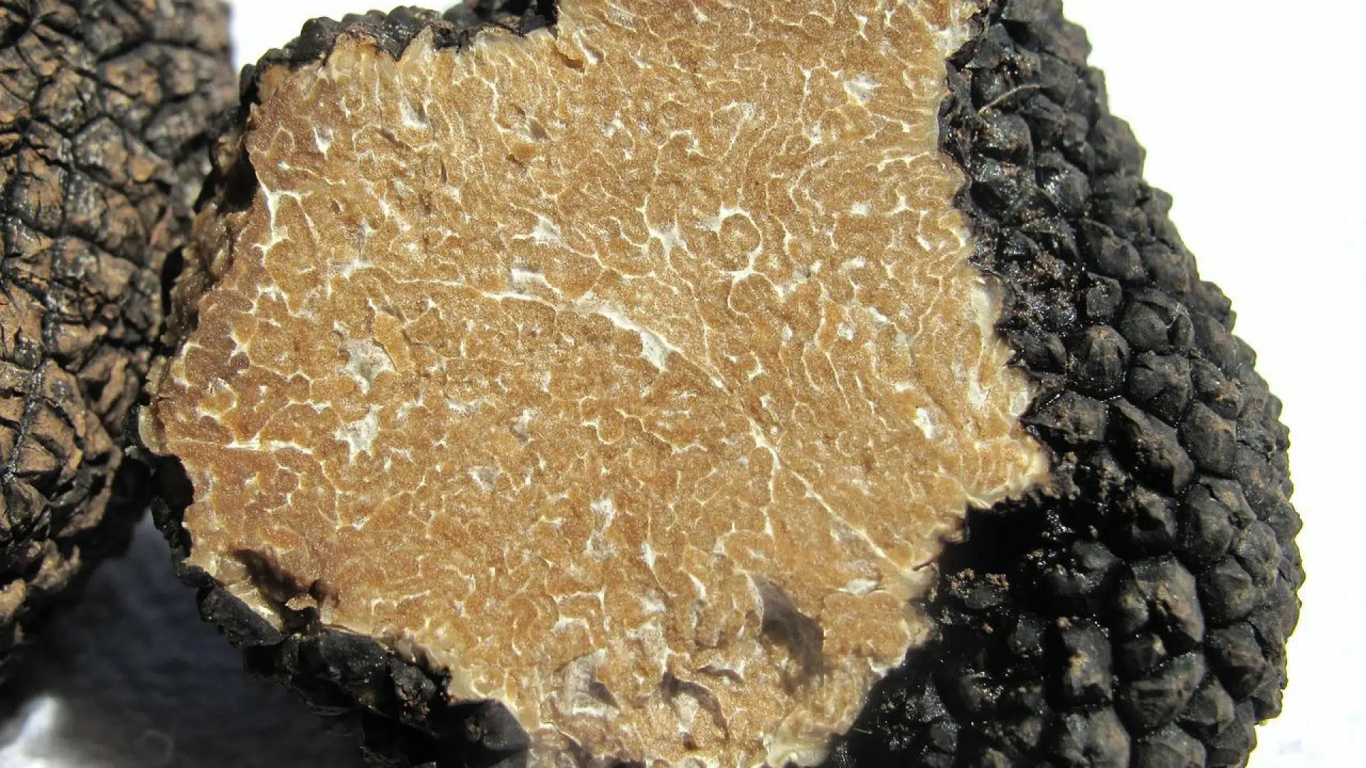 Pourquoi privilégier la truffe d’été ?